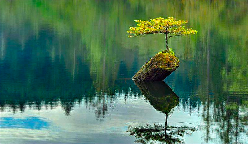 photo d'un arbre qui pousse sur le tronc d'un arbre coupé, qui repose au fond d'un lac. symbole de résilience.